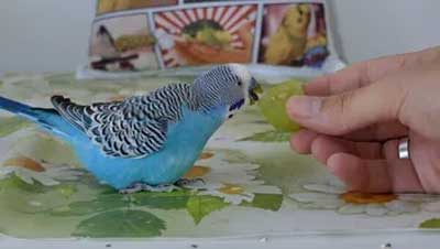 Health Benefits For Budgies Eating grapes