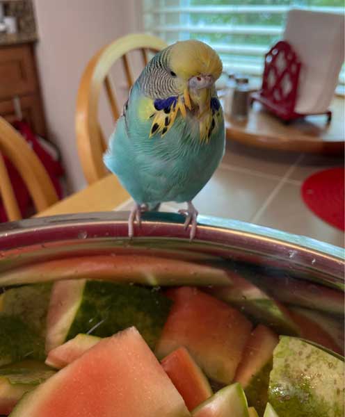 Health Benefits For Budgies Eating watermelon