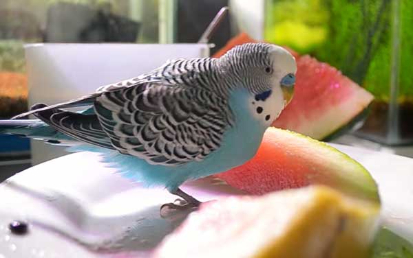 Health Benefits For Budgies Eating watermelon