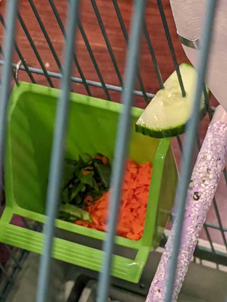 Health Benefits of cucumber to Budgies