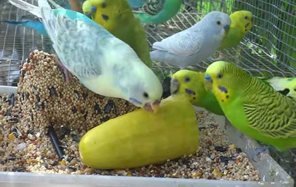 Health Benefits of cucumber to Budgies