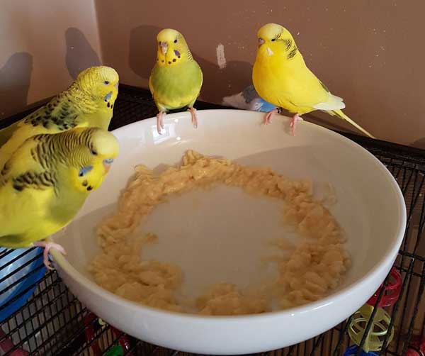 Health benefits for budgies eating a banana