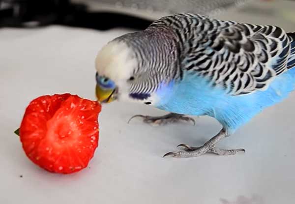 Health benefits for budgies eating strawberries
