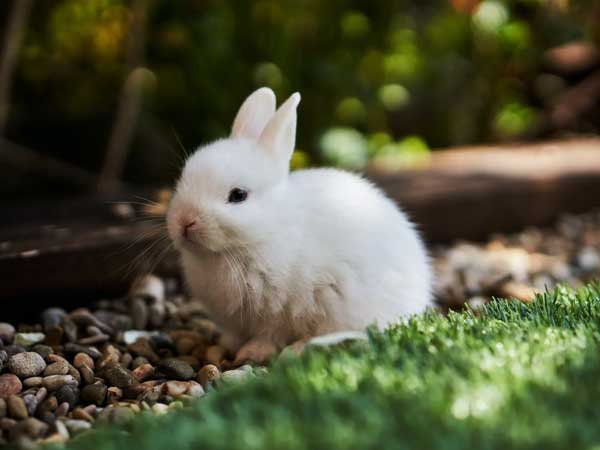 How Can You Save Your Bunnies From Hawks