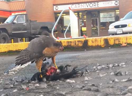 How Do Hawks Eat Crows