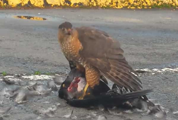 How Do Hawks Kill Crows