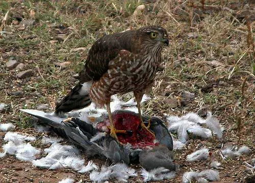 How Do Hawks Kill Pigeons