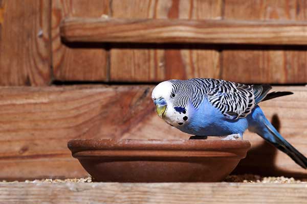 How Do You Prepare Blackberries For Budgies