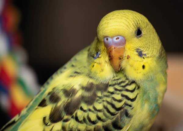 How Do You Prepare Raspberries For Budgies