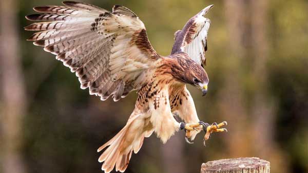 How Does A Hawk Kill Dogs