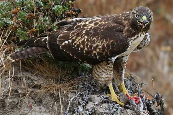 How Does a Hawk Kill Raccoons