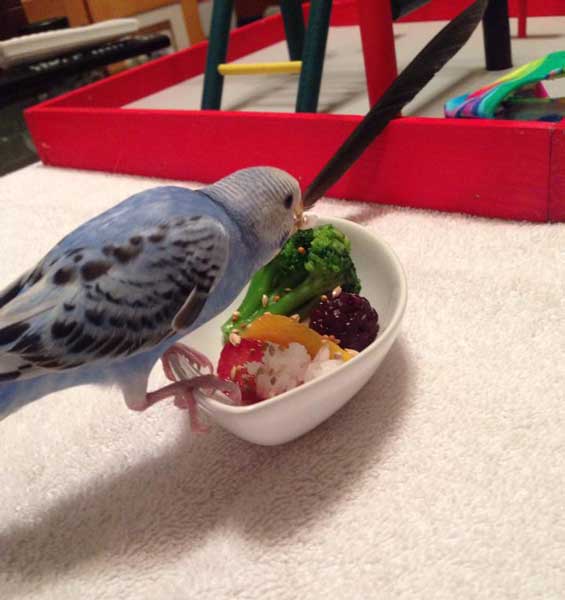 How Much Blackberry Should Budgies Eat