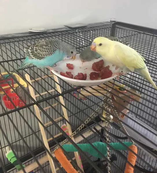 How Much Raspberries Should Budgies Eat