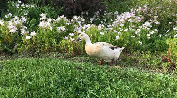 How To Prevent Hawks From Eating Ducks