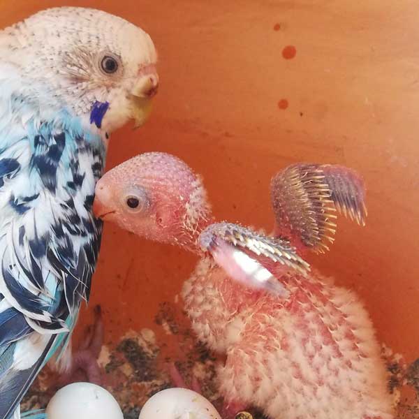How do I stop my budgie from laying eggs
