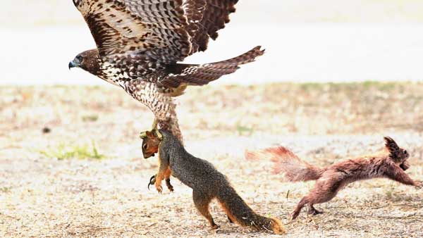 How do hawks kill squirrels