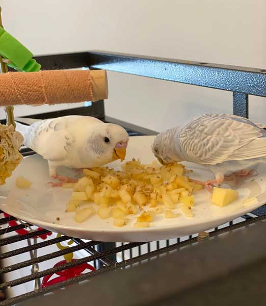 How do you prepare Apples for budgies