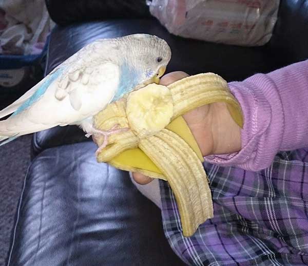 How do you prepare bananas for budgies