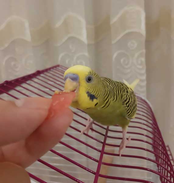 How do you prepare budgie watermelon