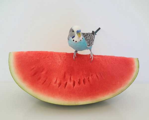 How do you prepare budgie watermelon