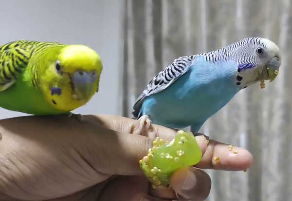 How do you prepare grapes for budgies