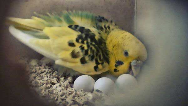 How long is a budgie pregnant before laying eggs