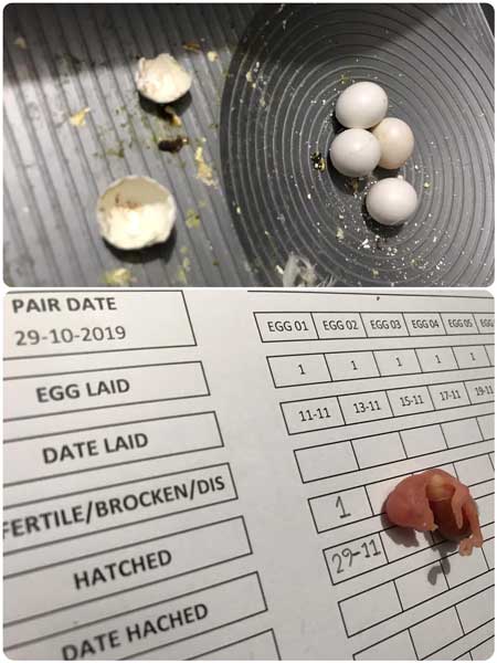 How long do budgie eggs take to hatch