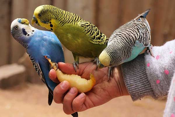 How many apples should budgies eat