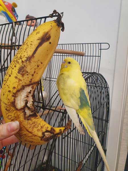 How many bananas should budgies eat