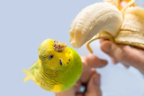 How many bananas should budgies eat