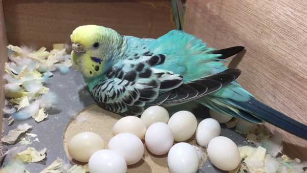 How many eggs do budgies lay