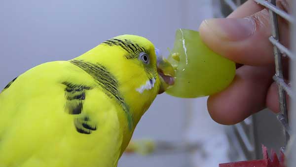 How many grapes should budgies eat