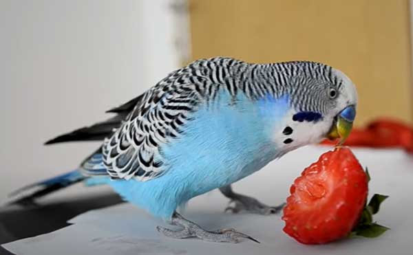 How many strawberries should budgies eat