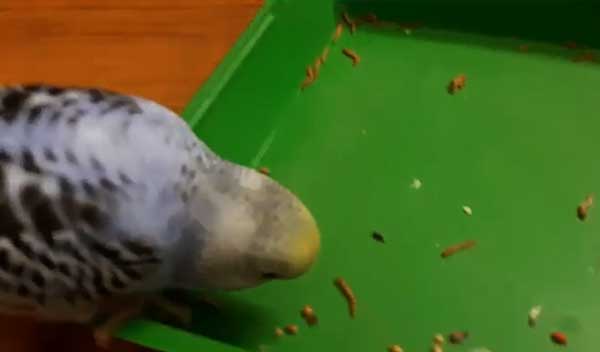 How much Mealworms Should Budgies Eat