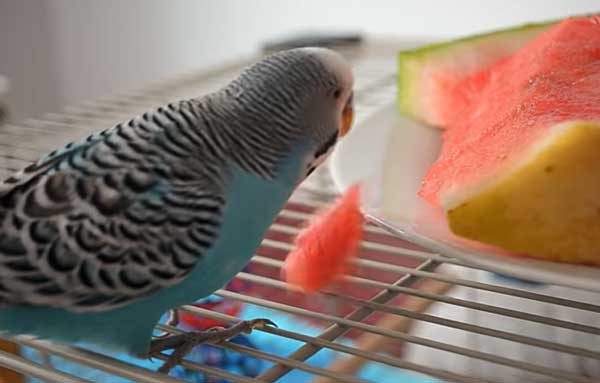 How much watermelon should budgies eat