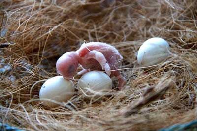 How to incubate budgie eggs at home