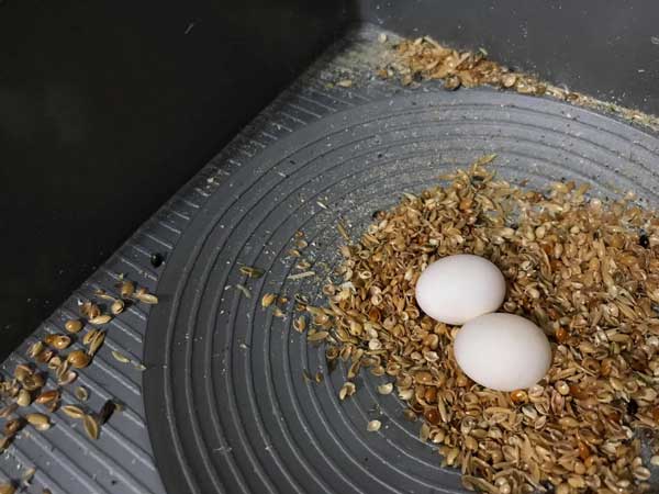 How to incubate budgie eggs at home