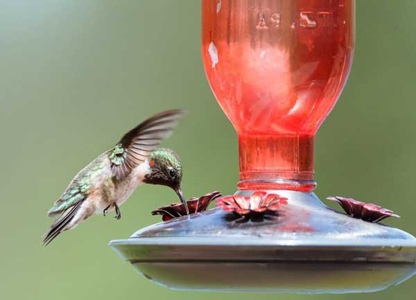 Hummingbird feeders