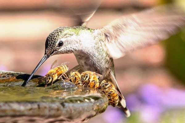 Hummingbirds vs Bees