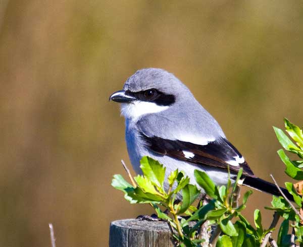 Loggerhead Shrikes