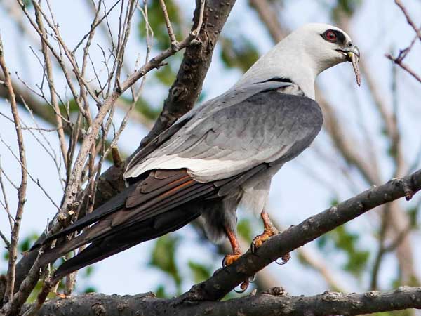 Mississippi Kites