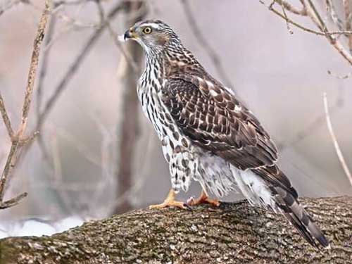 Northern goshawks