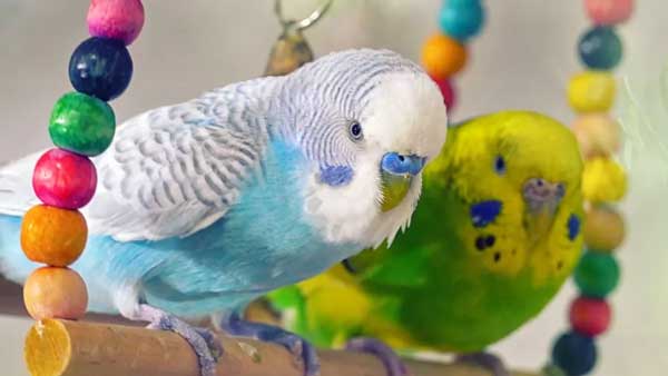 Our Budgies