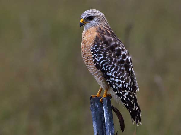 Red-Shouldered Hawks