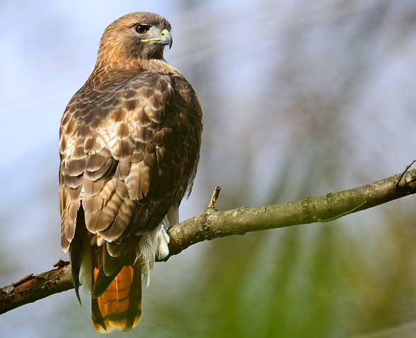 Red-Tailed Hawks