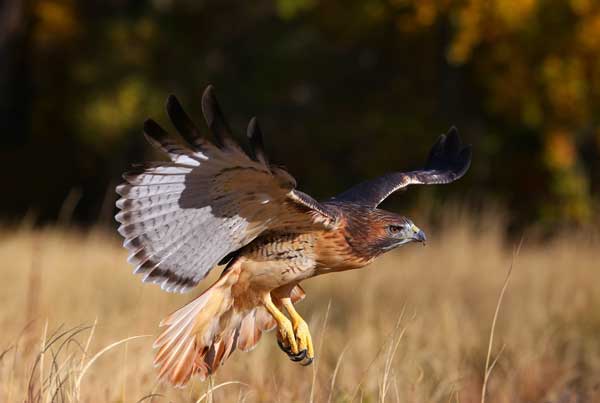 Red-tailed hawk