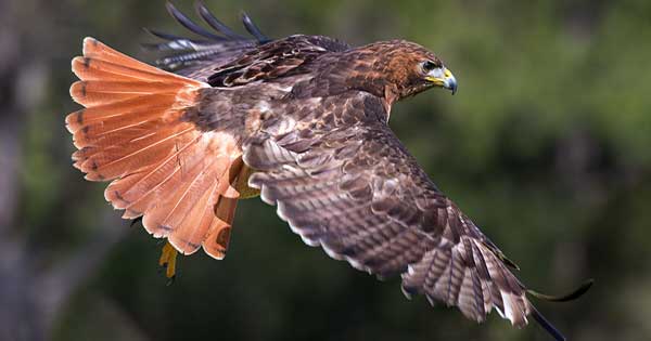 Red-tailed hawk