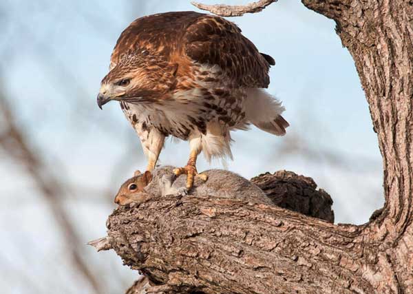 Red-tailed hawks