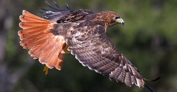 Red-tailed hawks