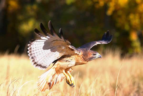 Red-tailed hawks